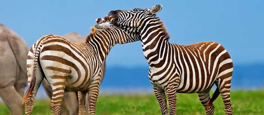 Lake Nakuru National Park, Kenya Zebras in Lake Nakuru National Park, Kenya