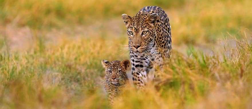 Moremi Game Reserve, Botswana