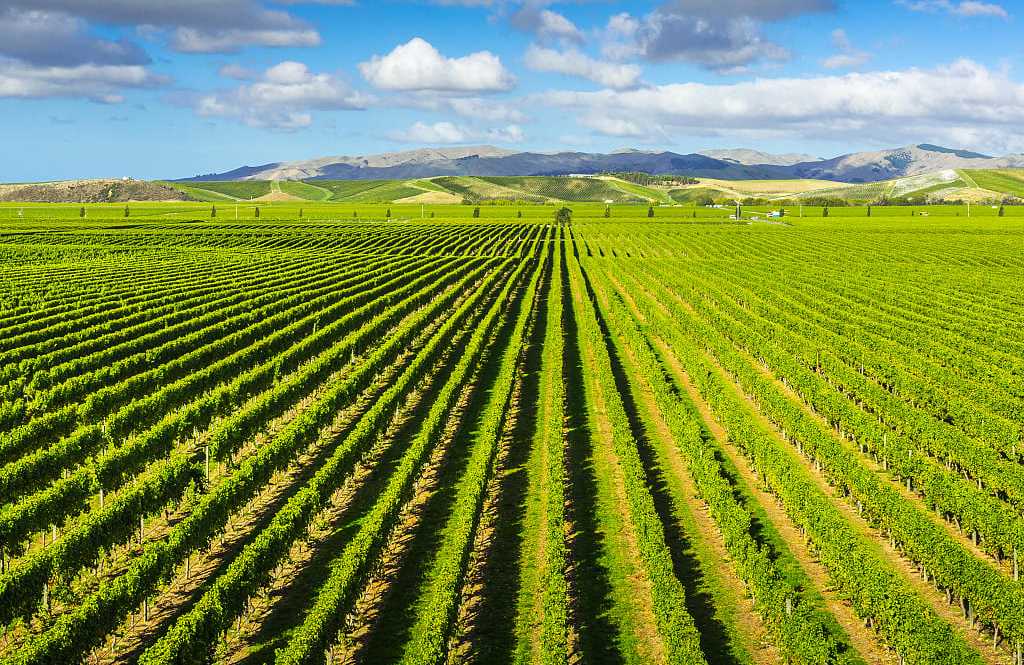 Vineyards in Marlborough, New Zealand