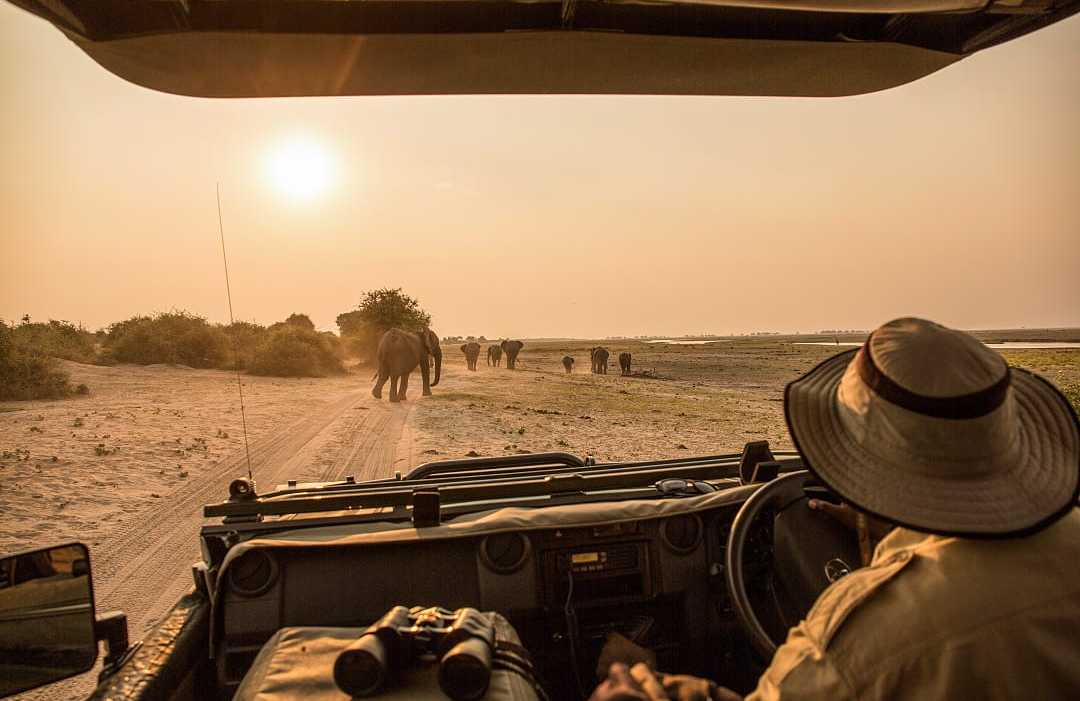 A safari guide drives toward elephants at sunset in Africa.