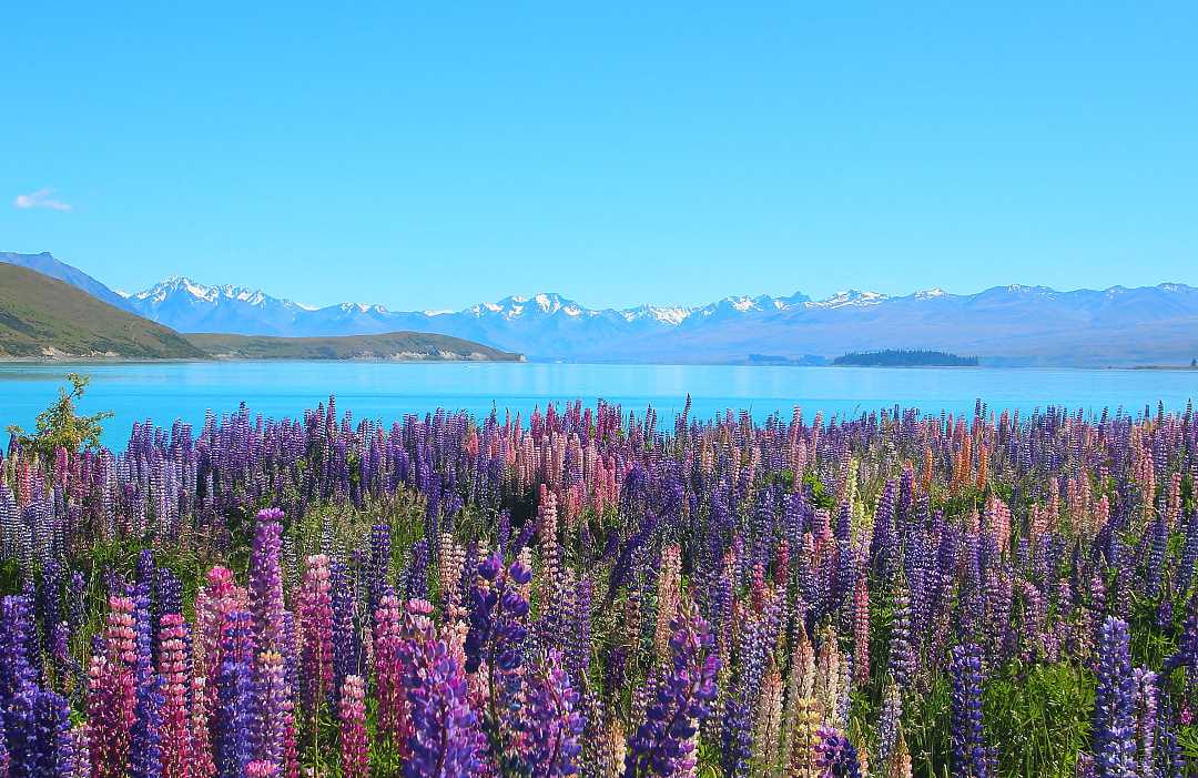 Lake Tekapo, New Zealand Lupines around Lake Tekapo, with mountains in the distance, in New Zealand