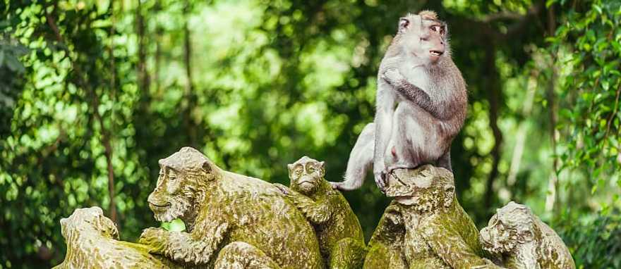 Long tailed macaque in bright green Ubud Monkey Forest