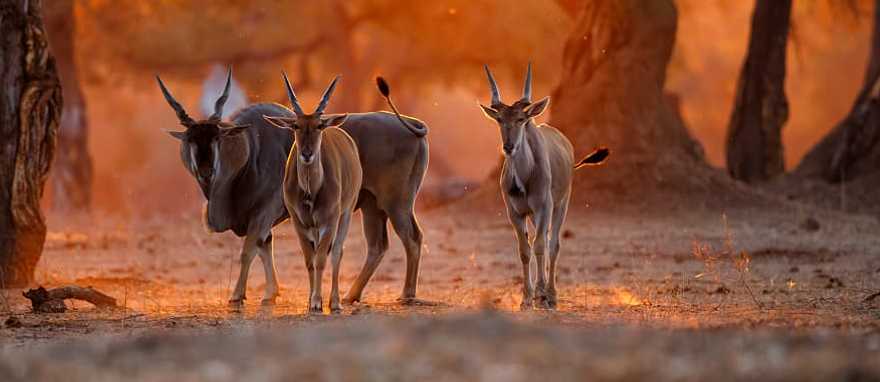 Mana Pools National Park at sunset in Zimbabwe 