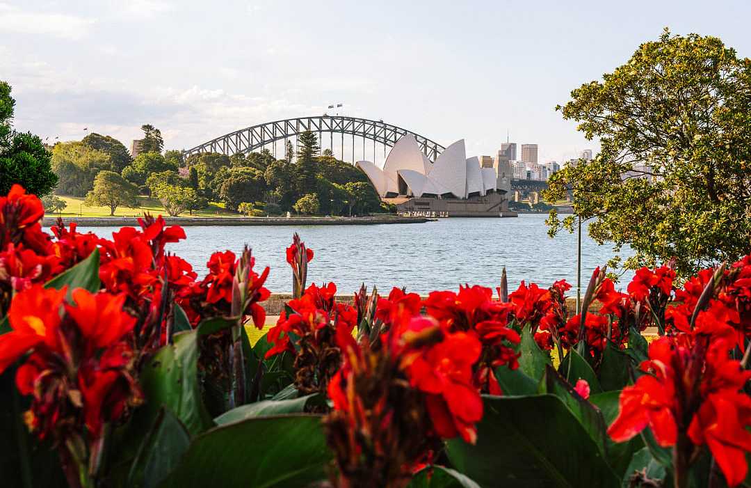 Flowers blooming, with the Sydney Opera House in the background.