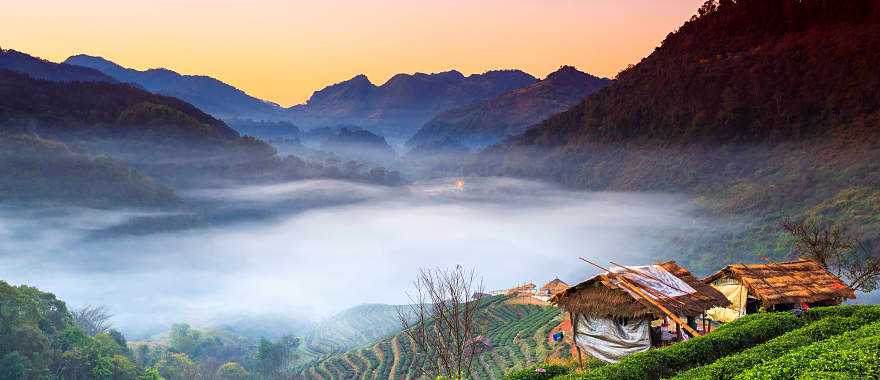 Tea plantation in Doi Ang Khang, Thailand