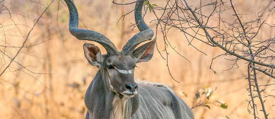 Kudu in South Luagwa National Park, Zambia