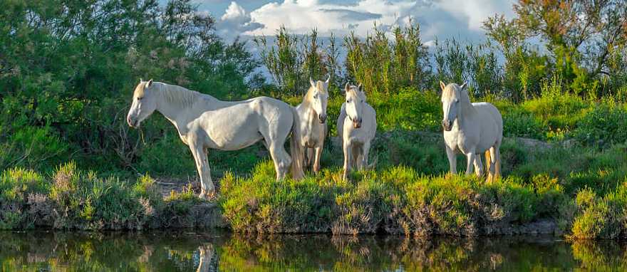 White Camargue horses in Camargue nature reserve, France White Camargue horses in Camargue nature reserve, France