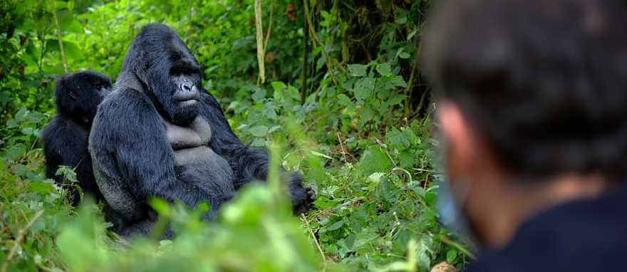Tourist observing mountain gorilla in the African jungle