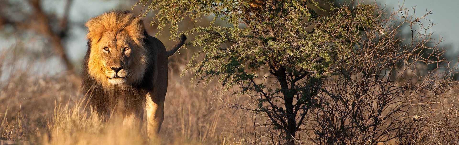 Large male lion in Kgalagadi National Park, South Africa