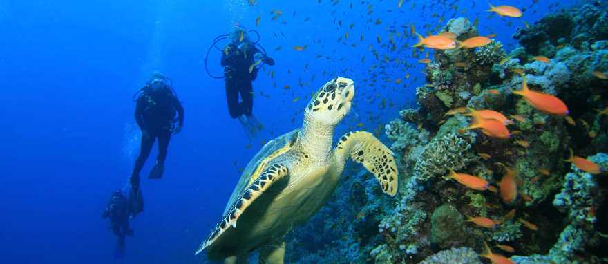 Scuba diving in Dahab, Egypt