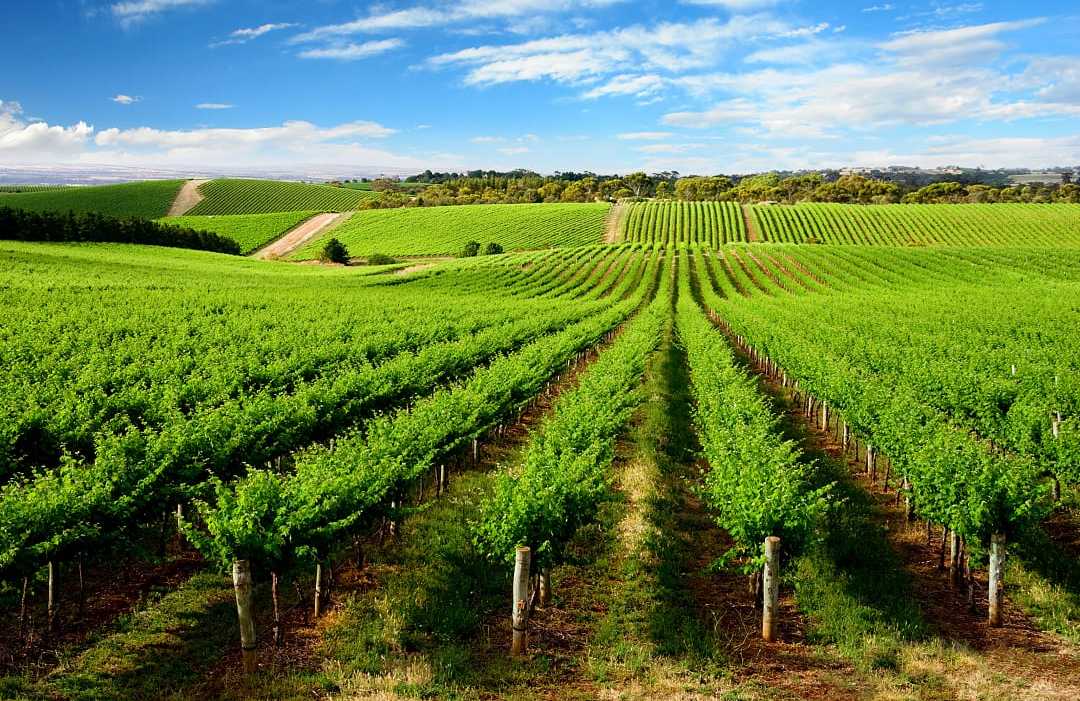 Vineyards in South Australia Vineyard in One Tree Hill, South Australia.