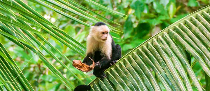 Capuchin monkeys in Manuel Antonio National Park, Costa Rica