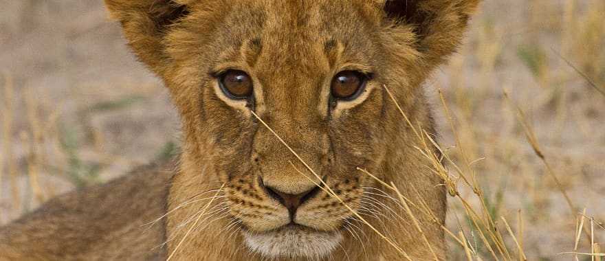 Lion cub in the African savanna