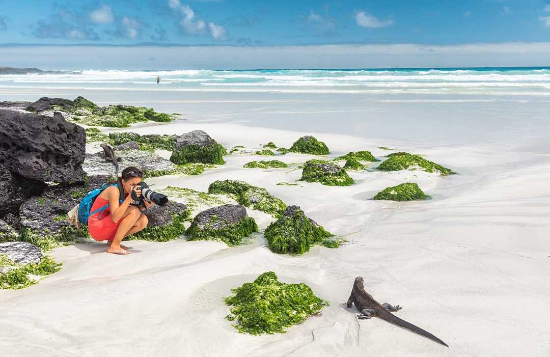 Traveler photographing an iguana on the beach at Santa Cruz Island in the Galapagos, Ecuador