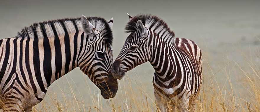 A mother and baby zebra in Botswana. A mother and baby zebra in Botswana.