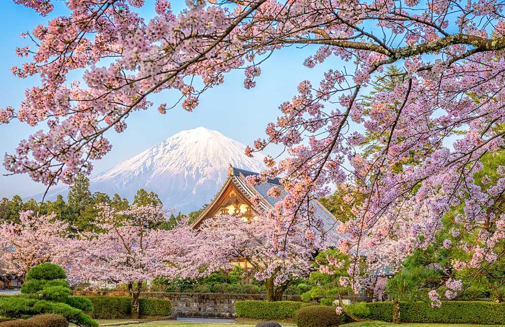 Spring cherry blossoms at Taiseki-ji Temple with Mt. Fuji in the background