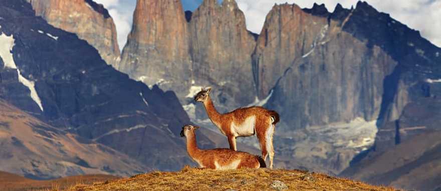 Guanaco in Torres del Paine National Park, Patagonia, Chile.