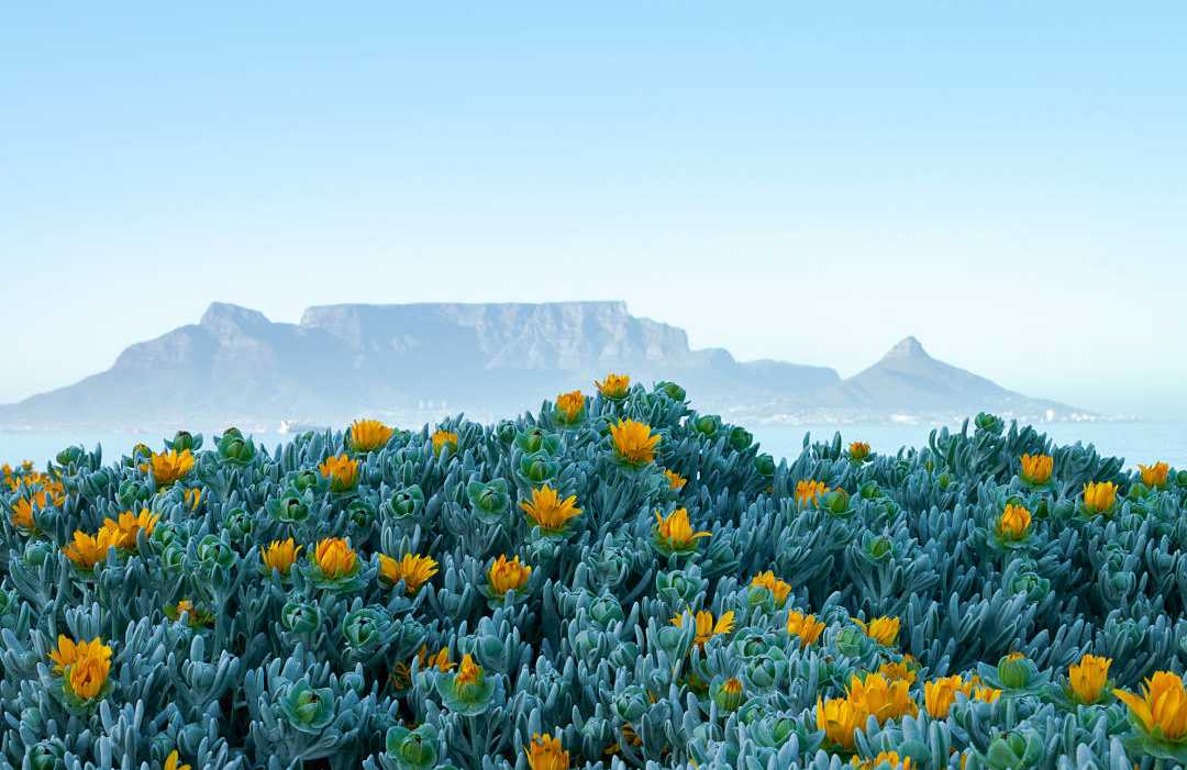Carpet of wildflowers with Table Mountain in the background. 