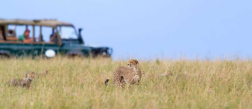 Safari in Masai Mara, Kenya