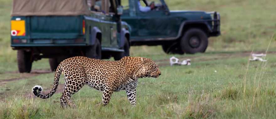 A regal African leopard with a safari tour in the background, Kenya, Africa