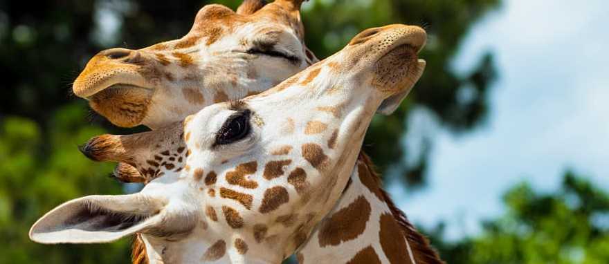 Classic Highlights of Uganda and Kenya Private Safari Classic Highlights of Uganda and Kenya Private Safari