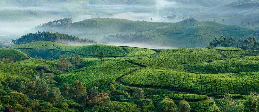 Tea plantations in Munnar, India