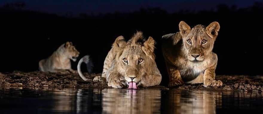 Nighttime Game Drive Lions at a watering hole during a nighttime game drive