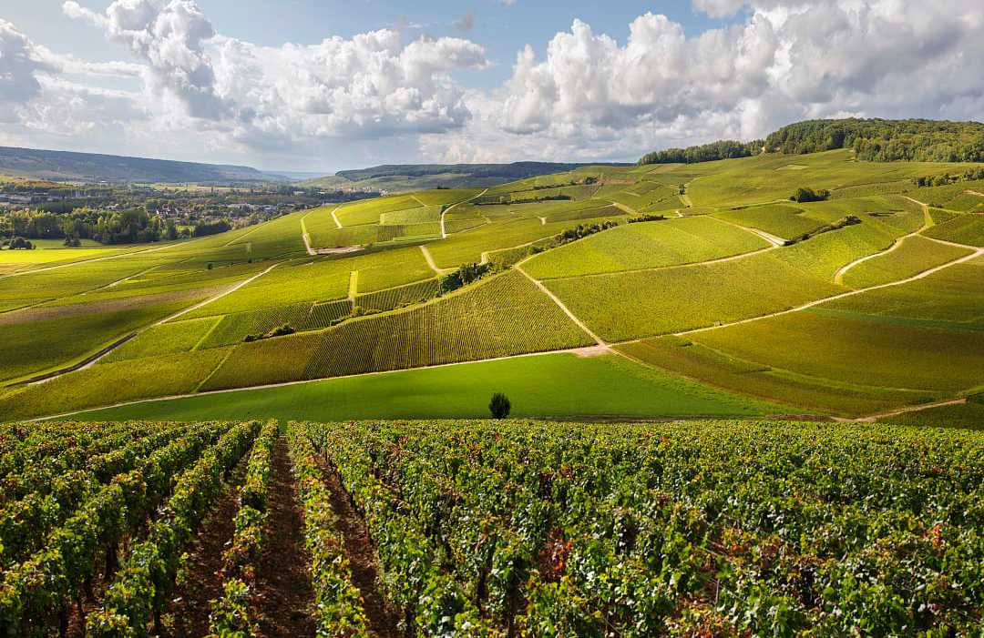 Vineyard in the hills of Burgundy, France.