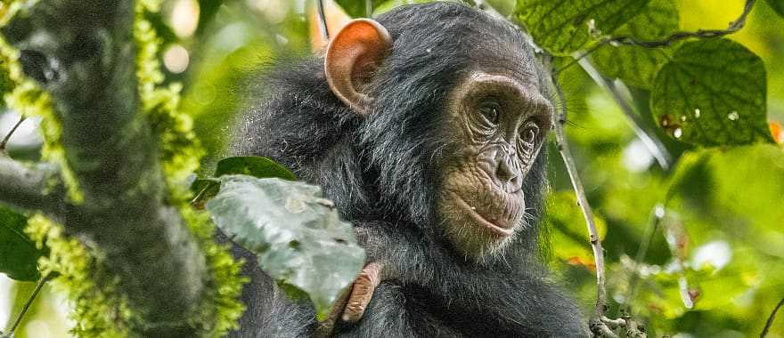 Chimpanzee in Uganda