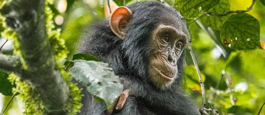 Chimpanzee in Uganda
