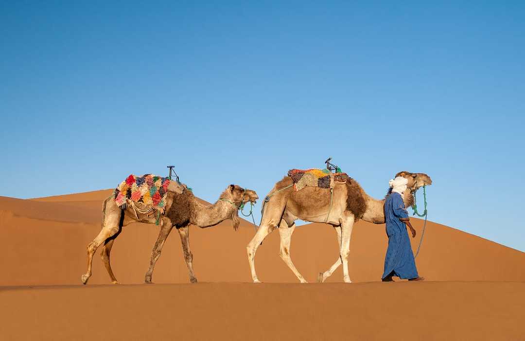 Dromedaries in the Sahara desert in Morocco Dromedaries in the Sahara desert in Morocco