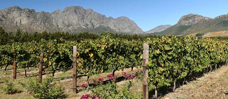 Franschhoek winelands in Western Cape, South Africa