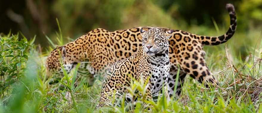 Jaguar in natural habitat of the Pantanal, Brazil
