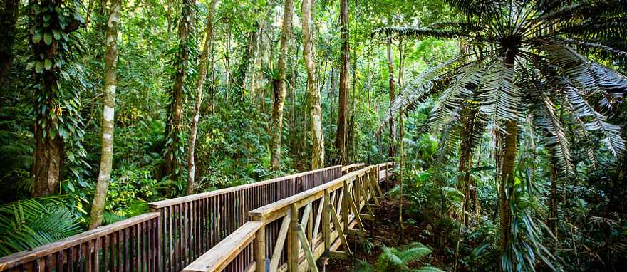 Daintree Rainforest in Australia
