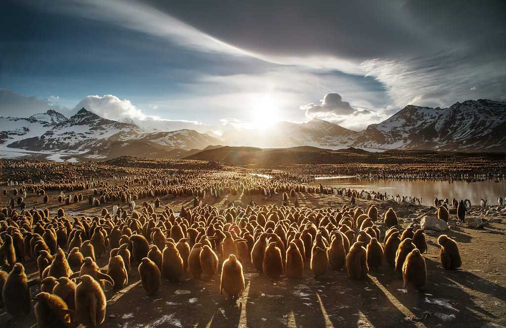 Juvenile king penguins in the Georgia Islands Juvenile king penguins in the Georgia Islands