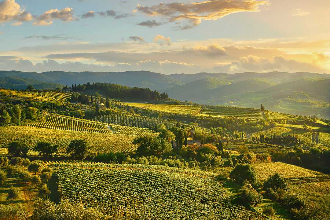 Vineyards around Panzano in Tuscany, Italy