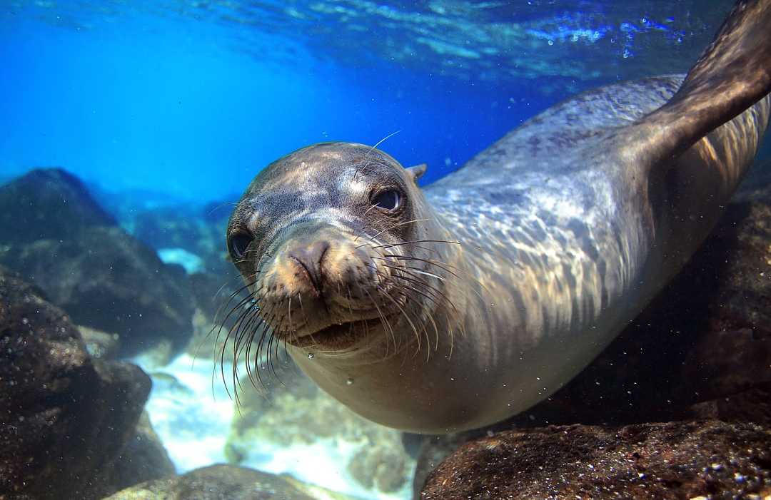 Sea lion underwater in tidal lagoon in the Galapagos islands