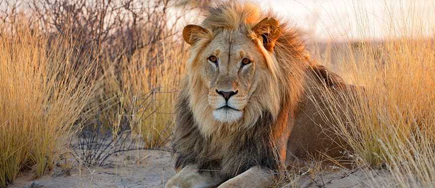 A Grand Kalahari Safari: An Immersive Journey Through Nature's Mystique