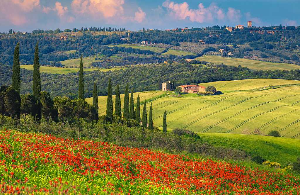 Summer Tuscany scenery with red poppy flowers and grain fields surrounding cute Vitaleta chapel and Pienza on the hill in Italy