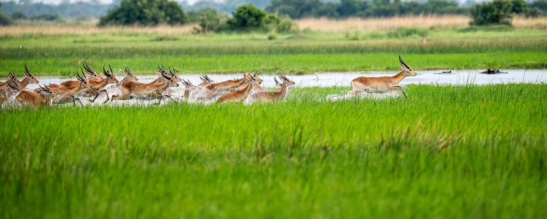 Lechwe running in the Okavango Delta, Botswana