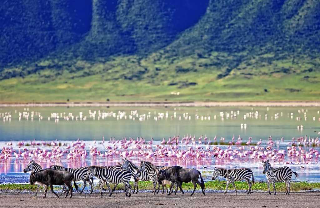 Zebra and wildebeests walking along a lake filled with flamingos in the Ngorongoro Crater, Tanzania