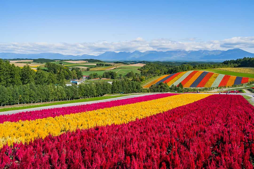 Blooming flower fields in Bei countryside of Hokkaido, Japan