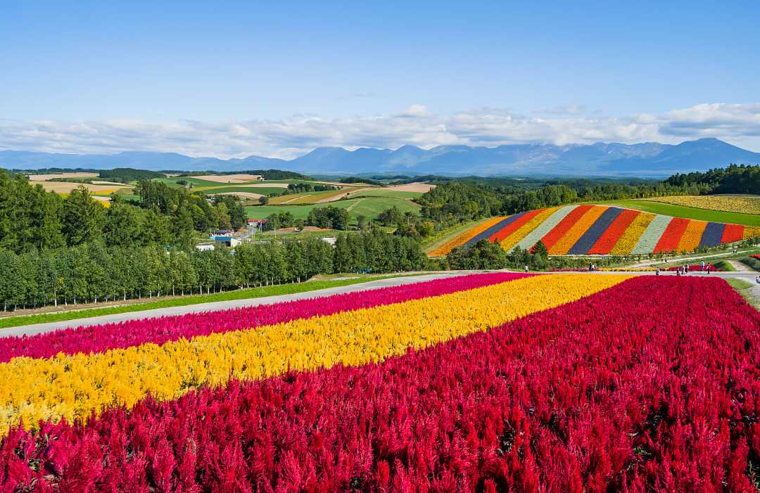Blooming flower fields in Bei countryside of Hokkaido, Japan