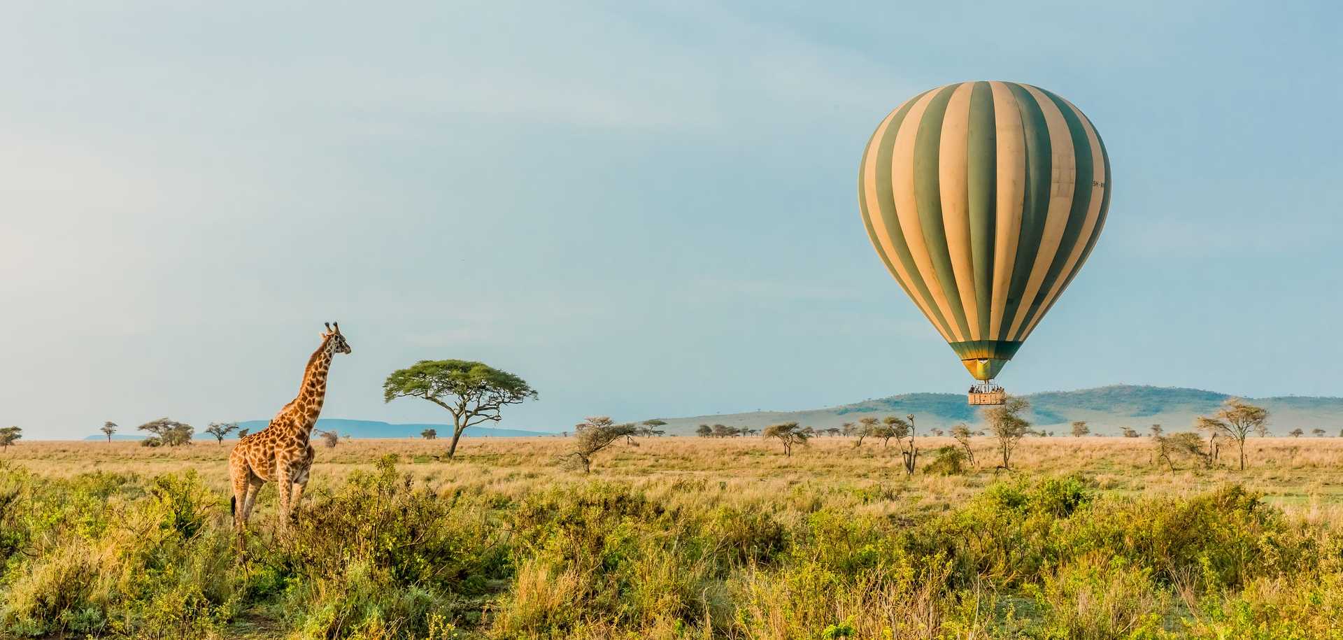 Hot air balloon in the Serengeti viewing a giraffe