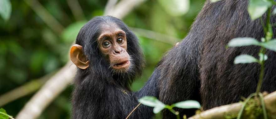 Baby chimpanzee in Kibale National Park, Uganda