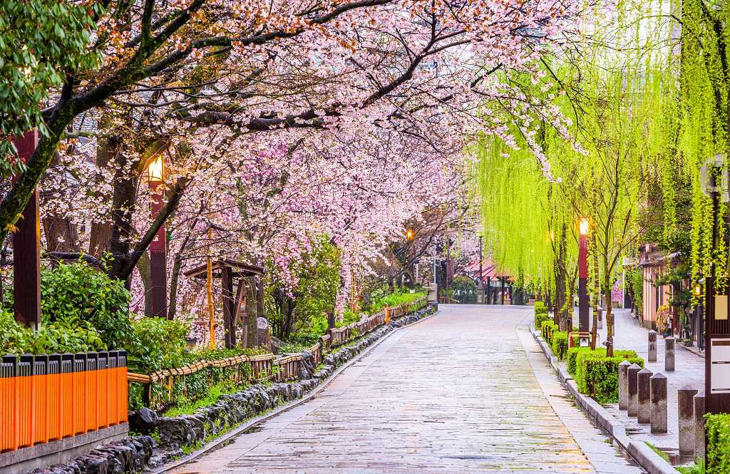 Spring cherry blossoms in Kyoto, Japan