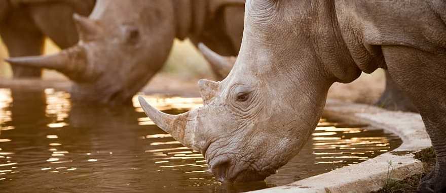 Rhinos at a watering hole, Namibia, South Africa