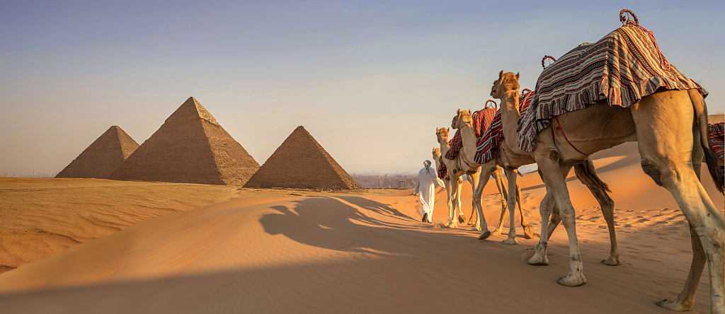 Giza Pyramids, Egypt Camels trekking near the Giza Pyramids during a golden sunset.