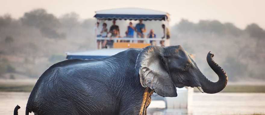 Chobe National Park, Botswana Tourists of safari watching an elephant cross the river in Chobe National Park, Botswana