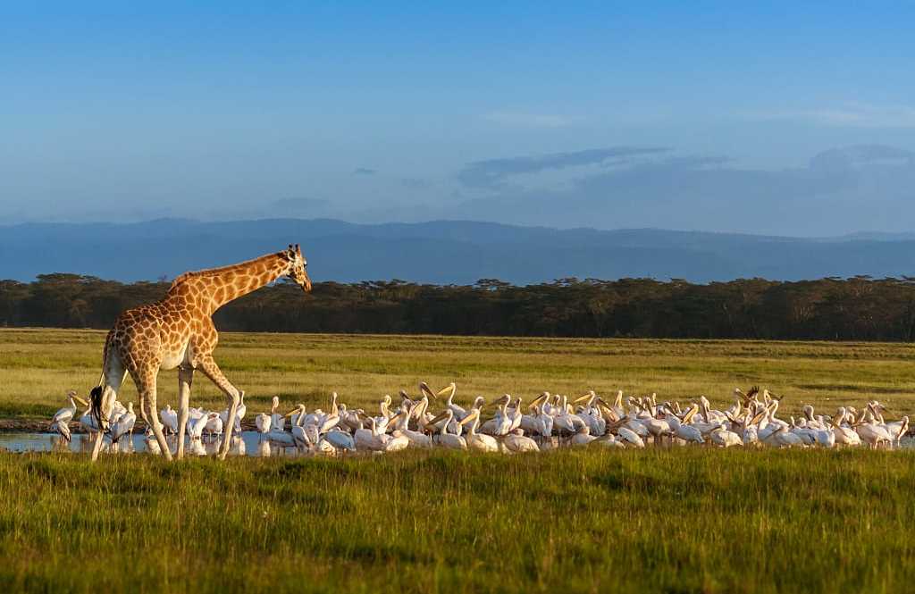 Rothschild's giraffe and pelicans at Lake Nakuru in Kenya